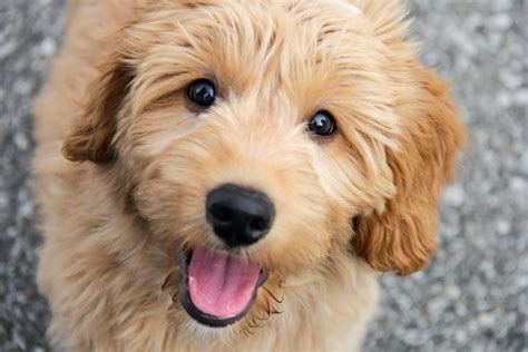 puppy kindergarten dogs  friend training