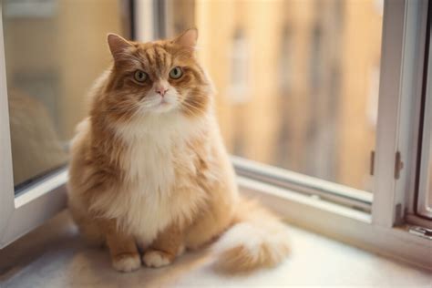 signs  cat  manipulating    working  nature