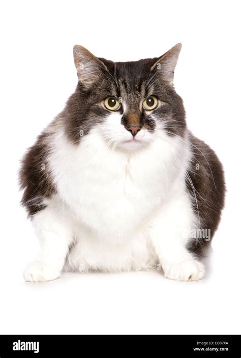 White fat cat sitting Cut Out Stock Images & Pictures - Alamy
