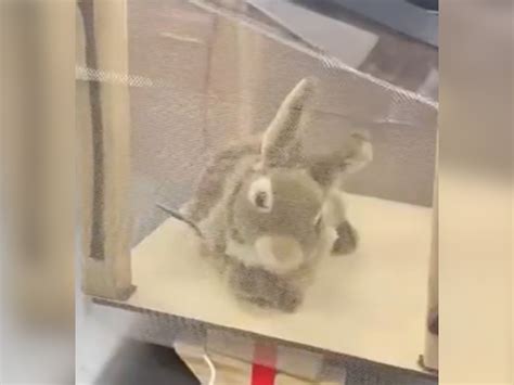 Isabel alves nunes peladinha pO was excellent, Angela is