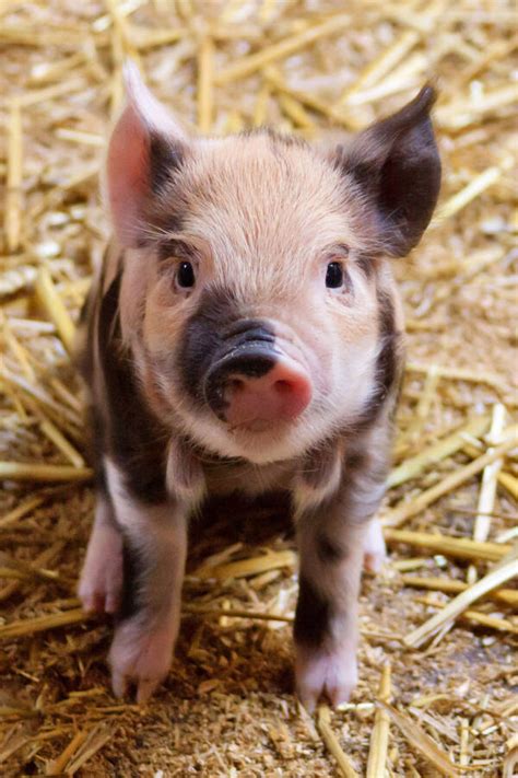 itty bitty cute baby animals  bring  smile   face january