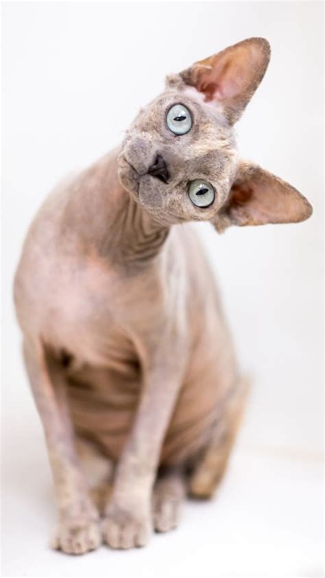 ideal cat breed   zodiac sign