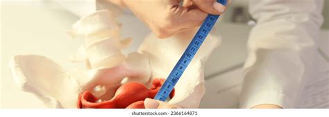 ultrasound model pelvis urology male royalty  images stock