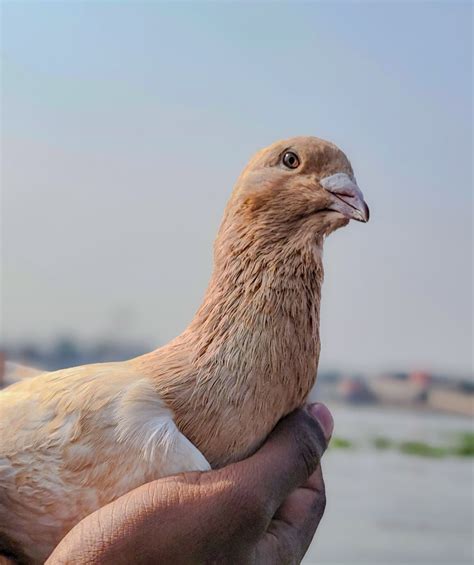 mama vagina pigeon loft dhaka