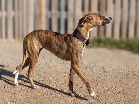 Harper - Dierenhulp zonder Grenzen Internationaal