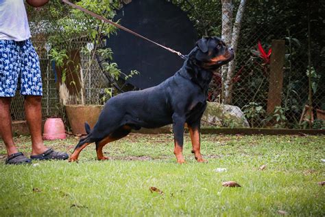 Rottweiler Panamá Rottassus Kennel