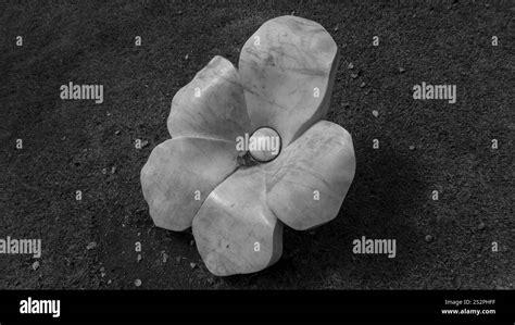 Soft white petals Black and White Stock Photos & Images - Alamy