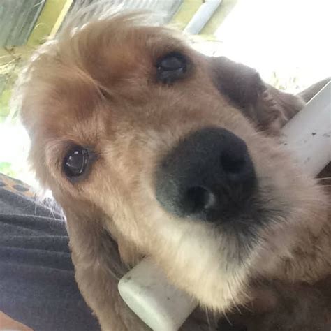 Julie Newmar as Catwoman... - Remembering the 70s 80s and 90s | Facebook