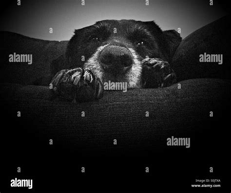 Wet paw Black and White Stock Photos & Images - Alamy