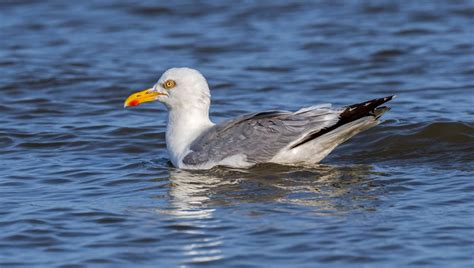 Princess blue 29 naked her communication was great with