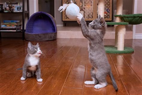 foster newborn kittens  shelter vets life saving guide
