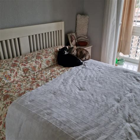 gatos caseros 🏡 #funniestcats #gatitos_haciendo_cosas #viraltiktok #g