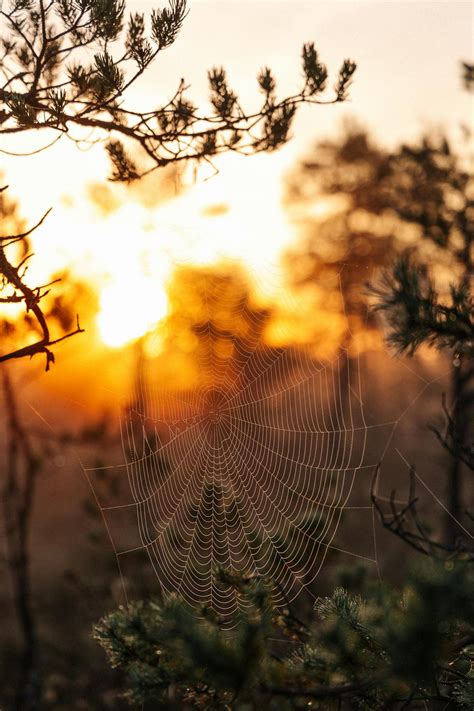 uncutweb      uncutweb stock  hd images