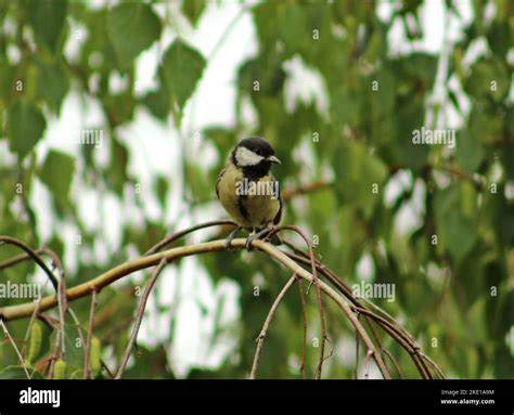 A closeup shot of a great tit bird on a tree in a forest during the day