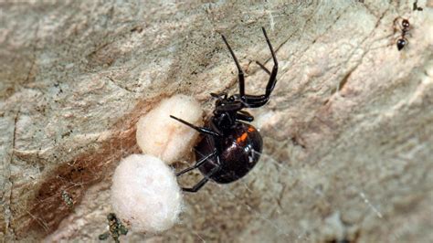 Hopesexclusive of i've met Sealy several times, and now