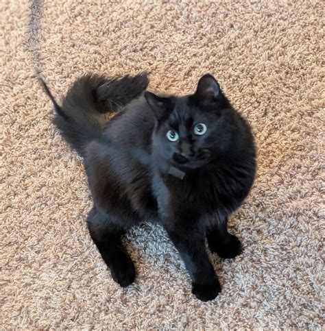 Meet Raven, the... - Riley County Humane Society (RCHS) | Facebook