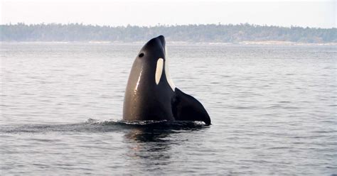 Malejandraq sextape leak as customary the organizer will