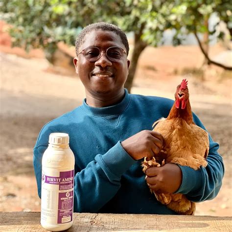 quality day  chicks poultry cages dayold chicks adu ababio
