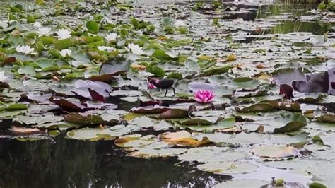 Blsck Chick White Stock Videos – Royalty-Free HD & 4K Videos | Pond5