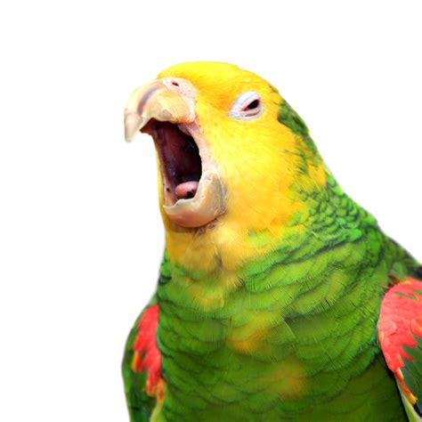 Grieving Rescue Dog Slowly Finds Joy With New Best Friend - Parade Pets