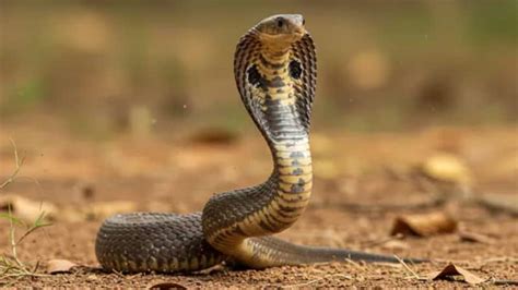 snake news sapa hamal karana val ha ya darakara bhaga raha ekasaparata na btae