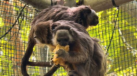 Cuatro titíes grises regresan a la libertad tras un proceso de