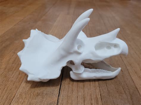 triceratops dinosaur skull  defendor makerworld    models