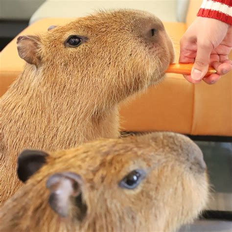 capybara cafe  tokyo japan cafe capyba