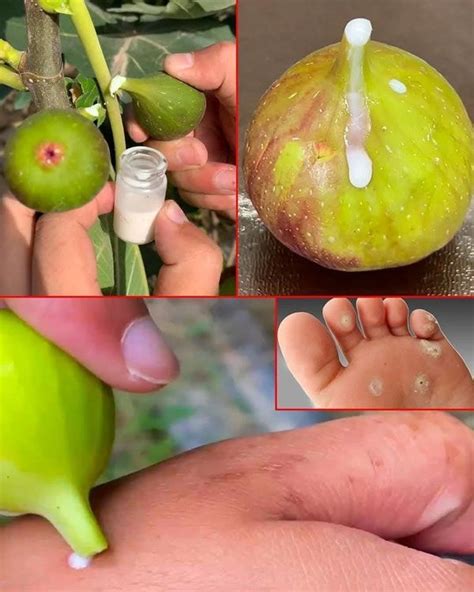 peme contenido  mas en  remedios remedios caseros higos