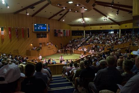 New Zealand Bloodstock | Thoroughbred Auction House