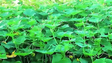 bangla choti golpo 2024,choti golpo,new bangla choti golpo,bangla choti,1