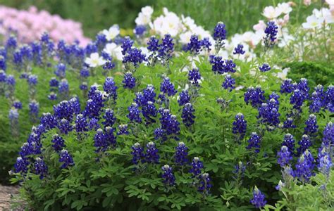 Nudist destination spots around Texas