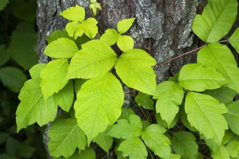 safely eliminate poison ivy   yard  farm survival
