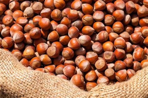 chilean hazelnut boom freshfruitportalcom