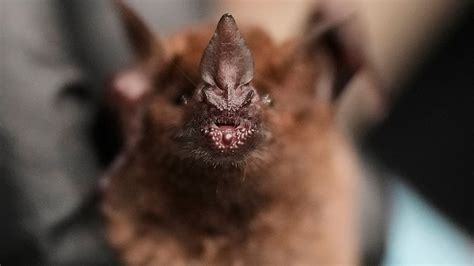 Brookemarkhaa Onlyfans Leak