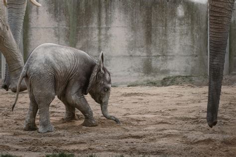 Pregnant+Ebony+Baby+Momma+Dance+Naked Photos, Download The BEST Free