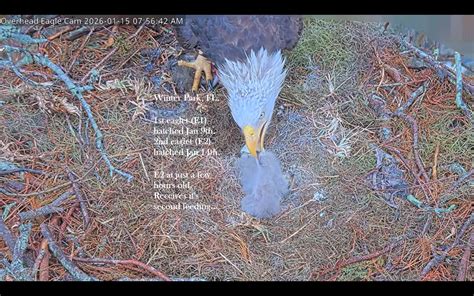 Bald Eagles Live Nest Cams and News | **Eagle Nest Texas: 1st eaglet