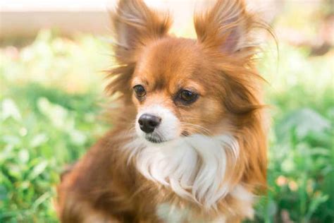 common complaints  chihuahuas