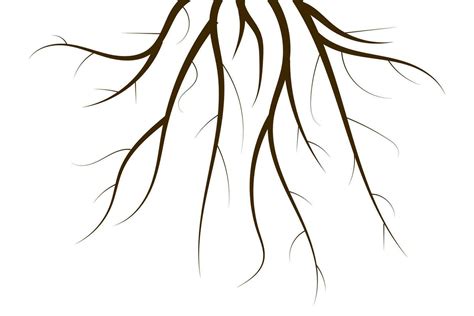 tree  roots outline drawing