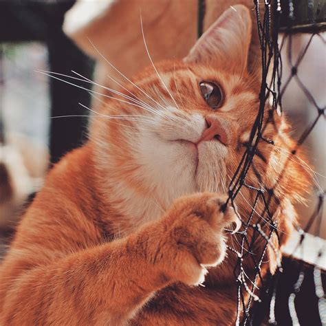 Clowder of Cats | New York NY