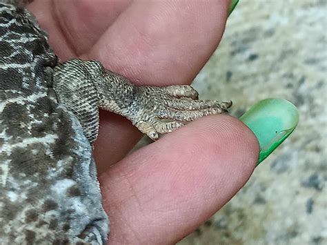 Does this look like gout? : r/Pets