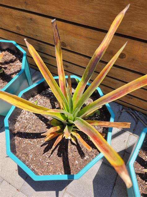 Pineapple Plant Leaves Turning Purple : r/bromeliad