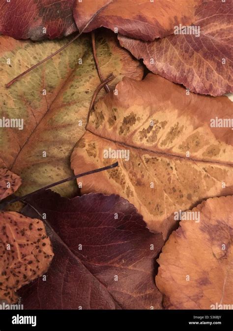 Fall leaf collage 1 Stock Photo - Alamy