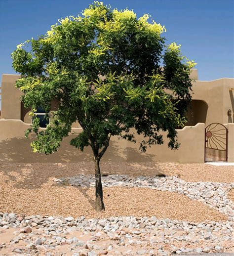 golden rain tree guzmans garden centers