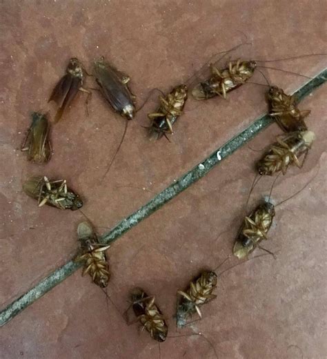 Valley Forge Pest Control | Norristown PA