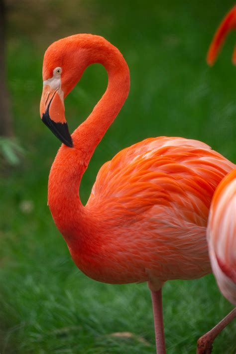 Close-up Photo of Pink Flamingo · Free Stock Photo