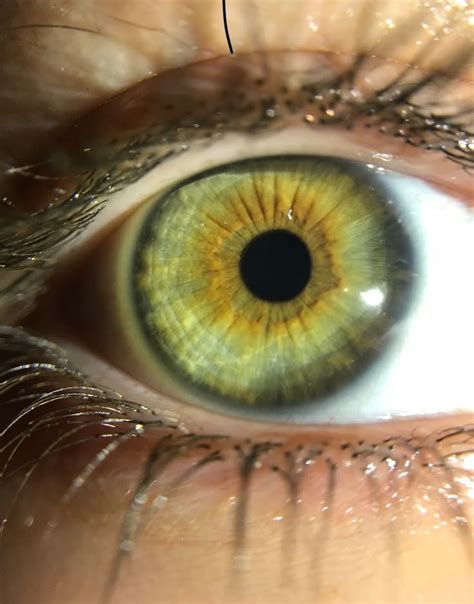 light olive green eyes