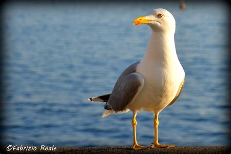 Fabrizio Reale, fotografie...: Gabbiano reale sul lungomare di Napoli