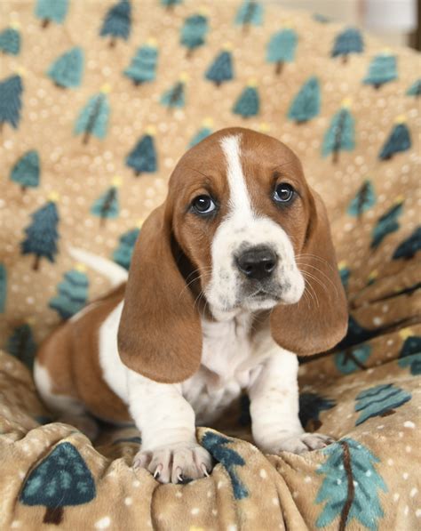 basset hound mix puppies  sale lancaster puppies