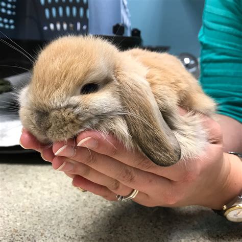 The Exotic Vet Consultant